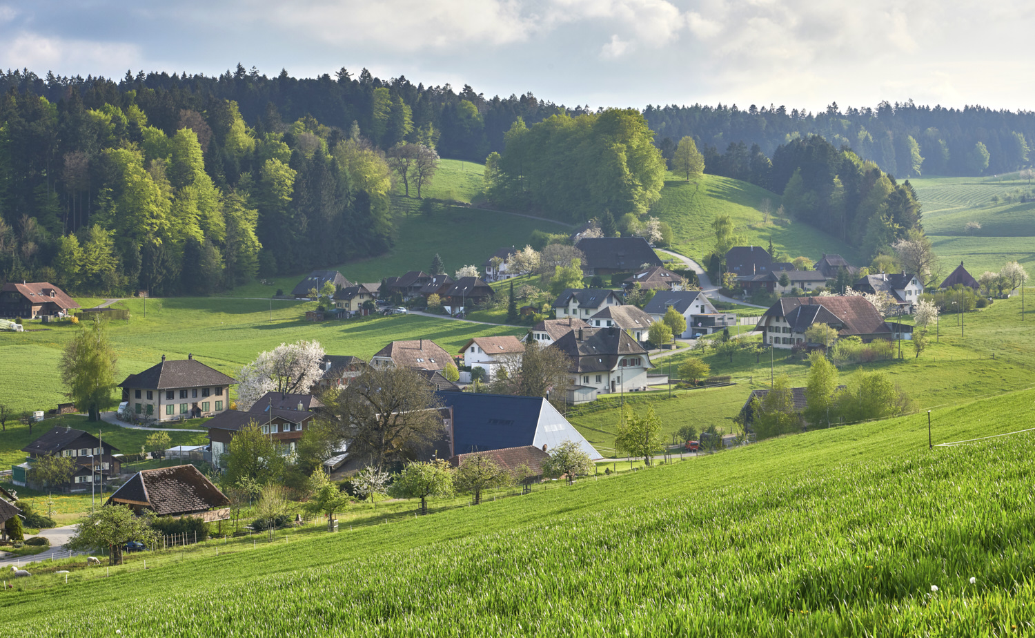 BusswilFrühlingWJ 2_fcgsxz0aq8px.jpg